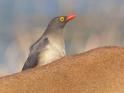 Red-billed Oxpecker.jpg